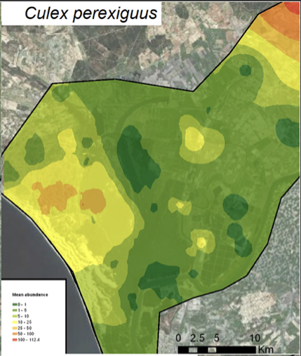 Mapa abundancia Culex  perexiguus