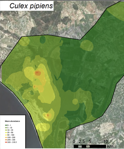 Mapa abundancia Culex  pipiens