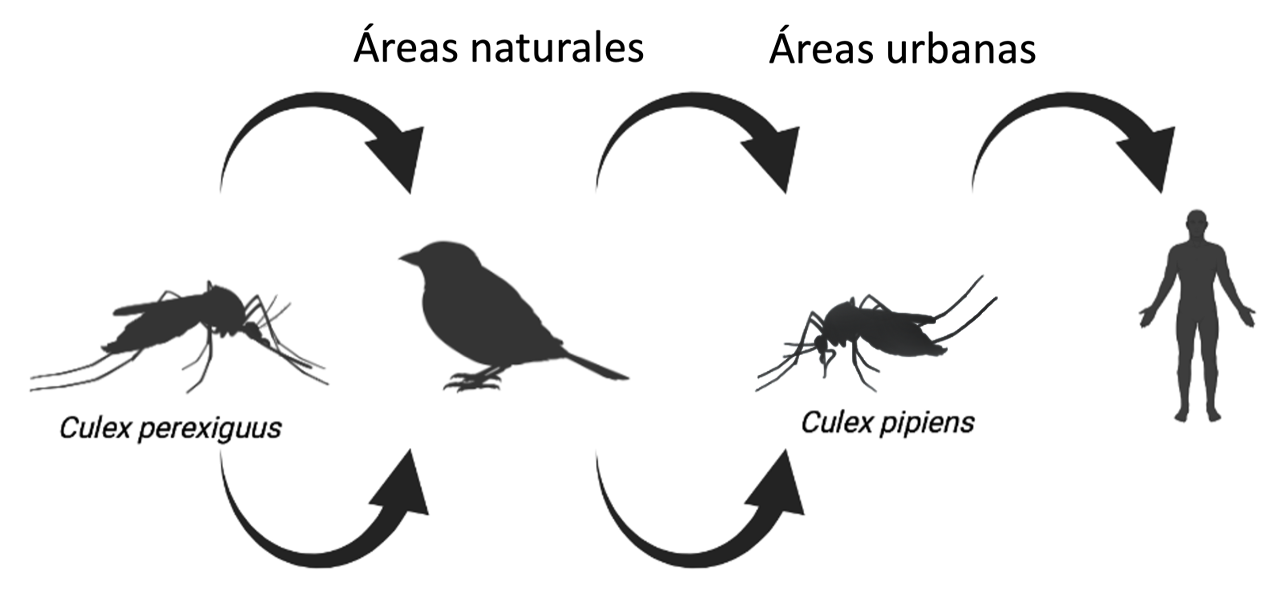 Cicle of WNV