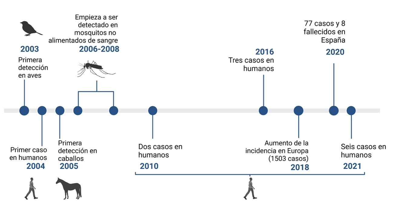 Cronología del WNV