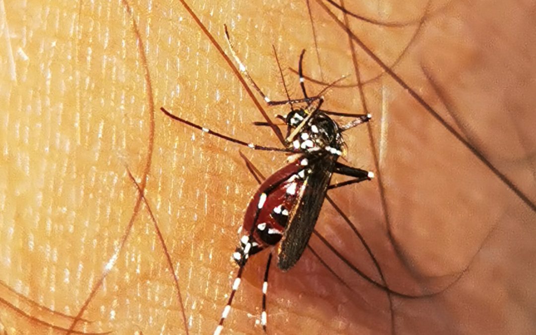 Aedes albopictus (Skuse, 1894)