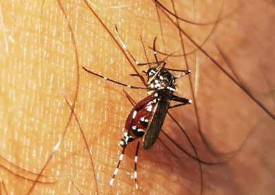 Aedes albopictus (Skuse, 1894)