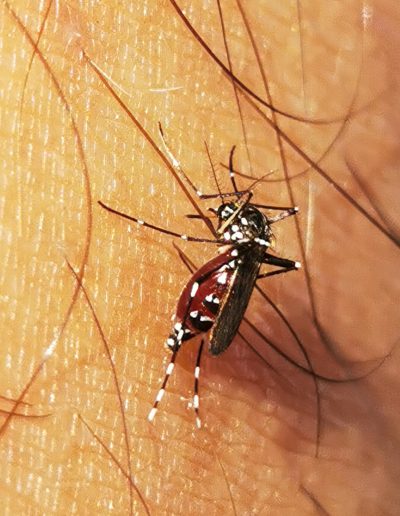 Aedes albopictus