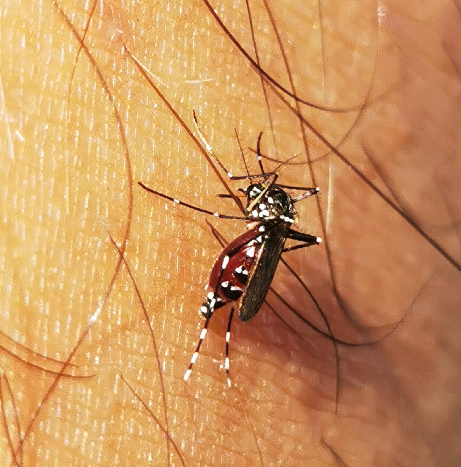 Aedes albopictus