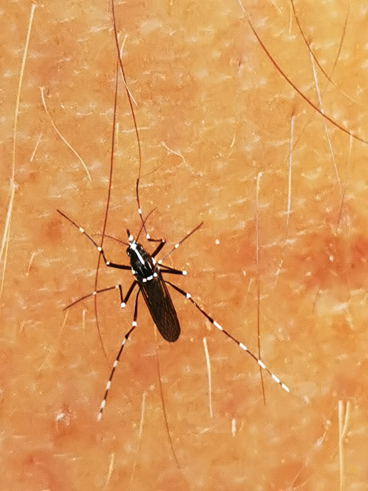 Aedes albopictus