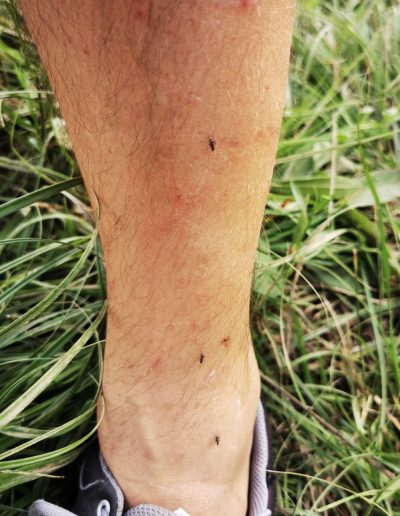 Aedes albopictus