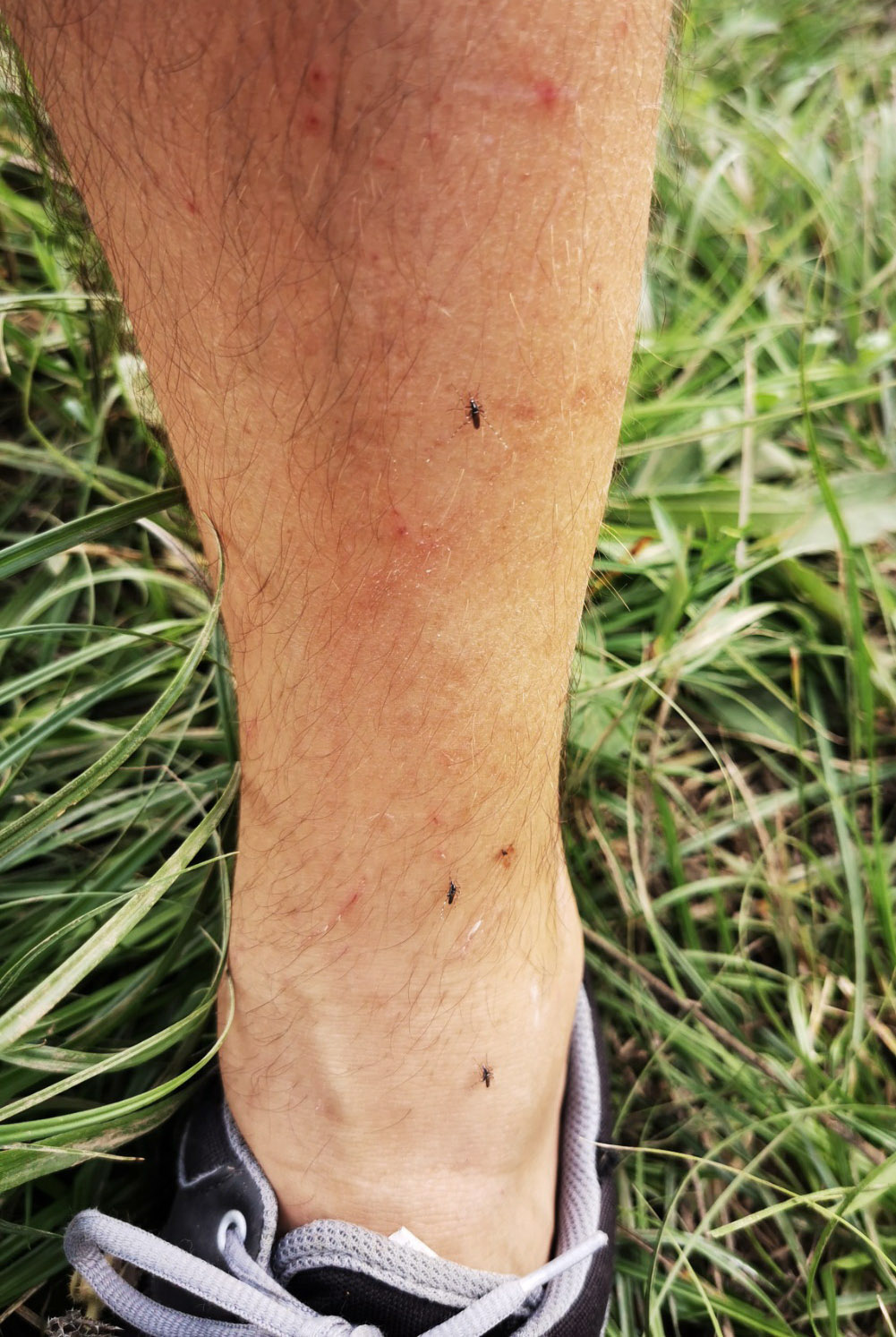 Aedes albopictus