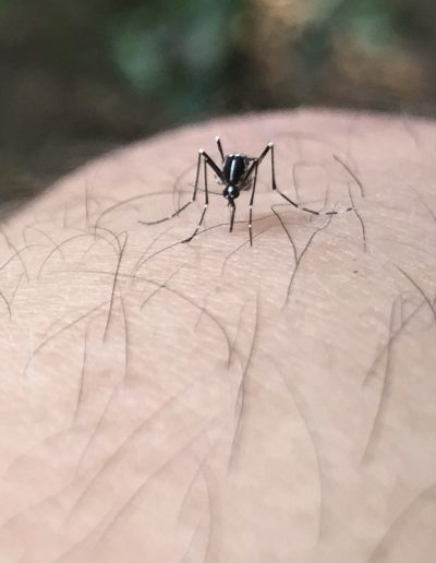 Aedes albopictus
