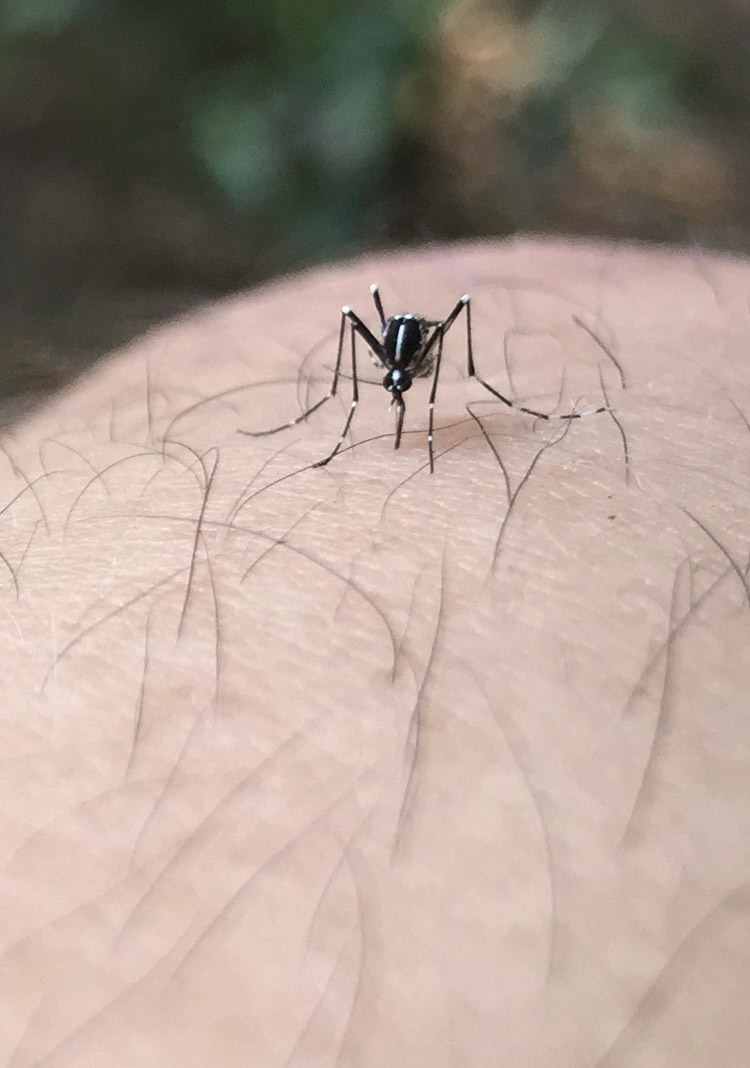 Aedes albopictus