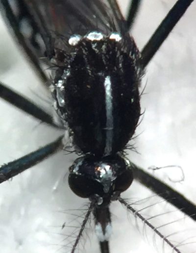 Aedes albopictus