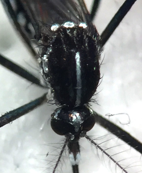 Aedes albopictus