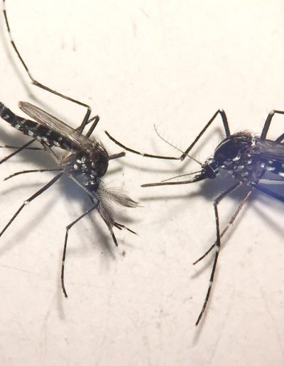 Aedes albopictus