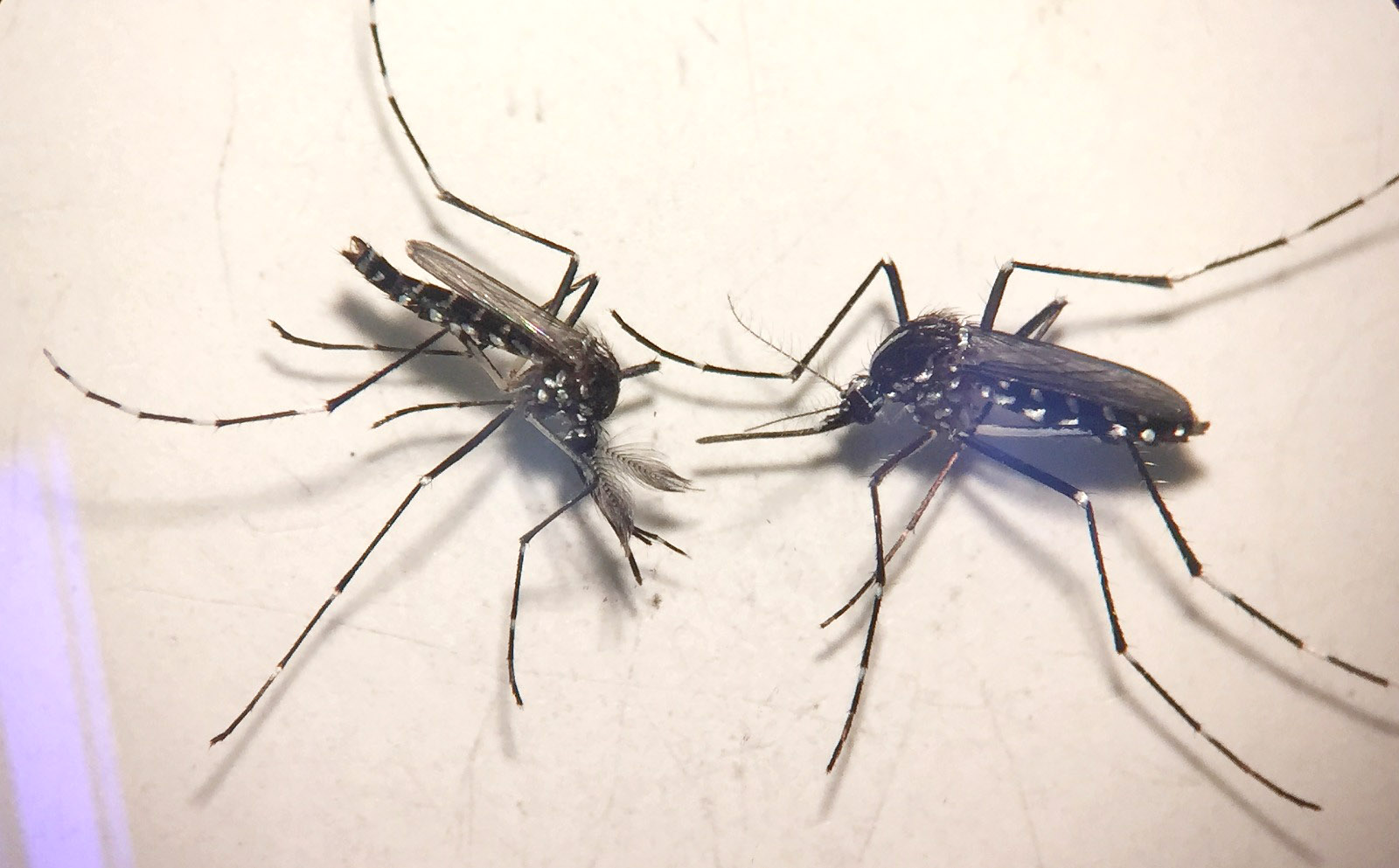 Aedes albopictus