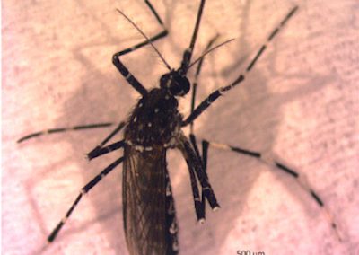 Aedes (Fredwardsius) vittatus (Bigot, 1861)