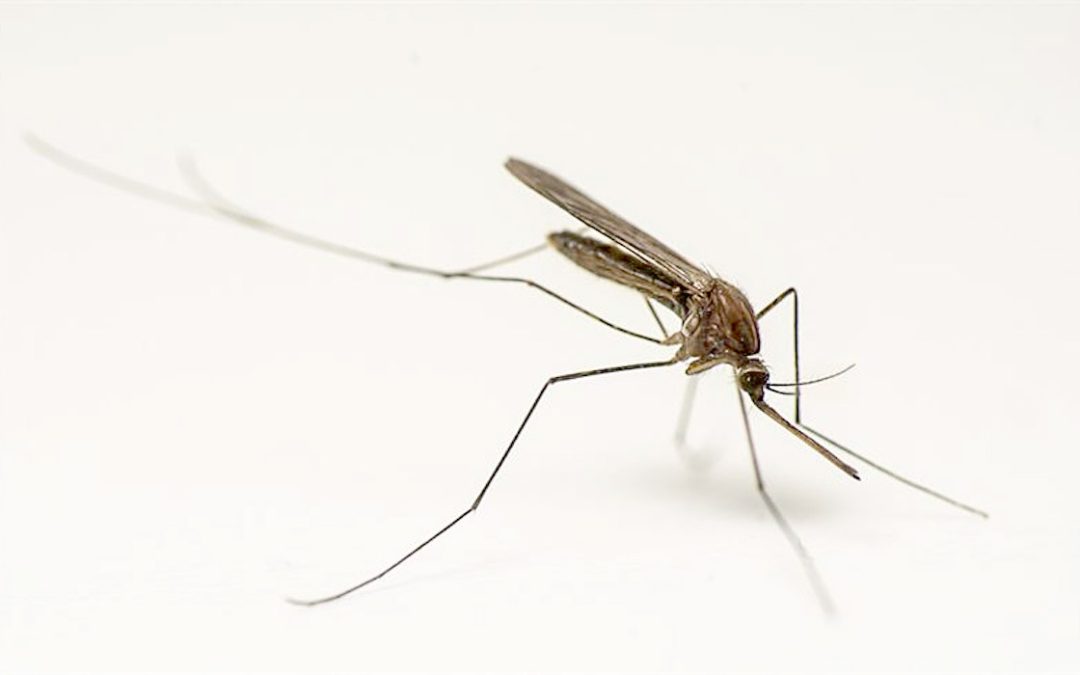 Anopheles (Anopheles) algeriensis Theobald, 1903