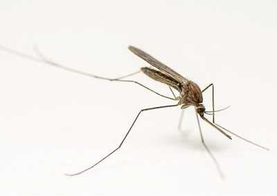 Anopheles (Anopheles) algeriensis Theobald, 1903