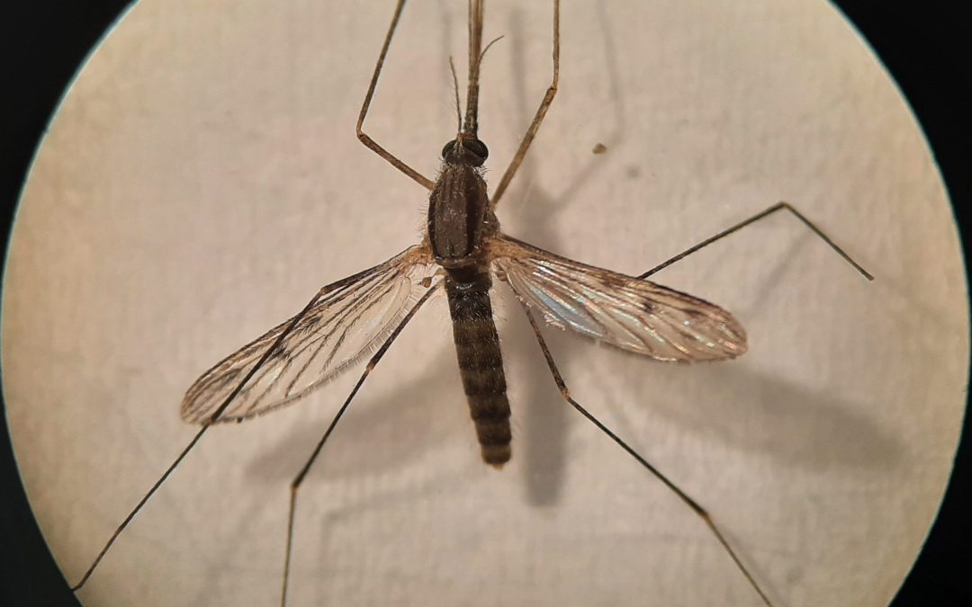 Anopheles (Anopheles) atroparvus Van Thiel, 1927