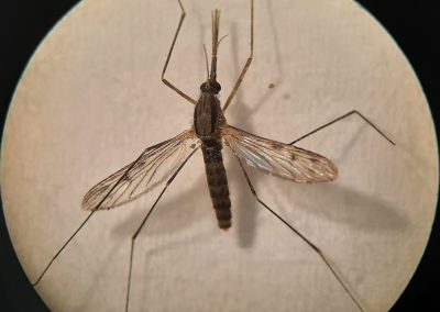 Anopheles (Anopheles) atroparvus Van Thiel, 1927