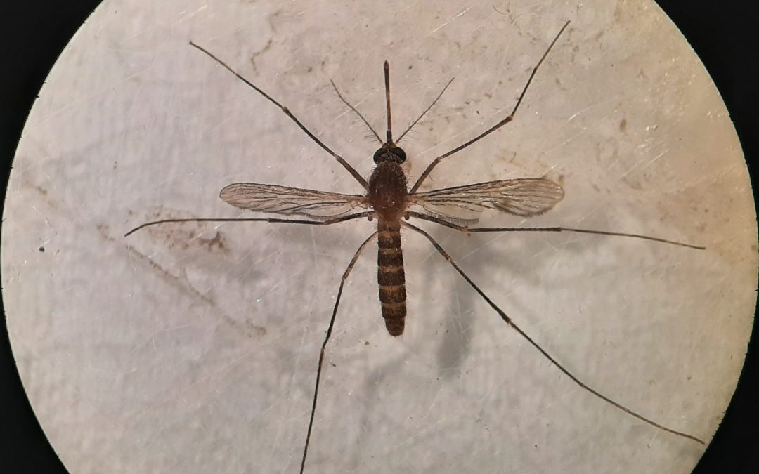 Culex pipiens Linnaeus, 1758