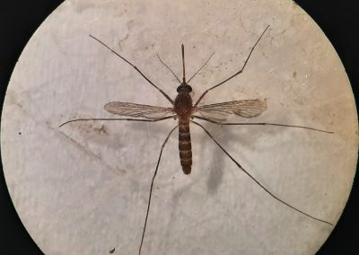 Culex pipiens Linnaeus, 1758