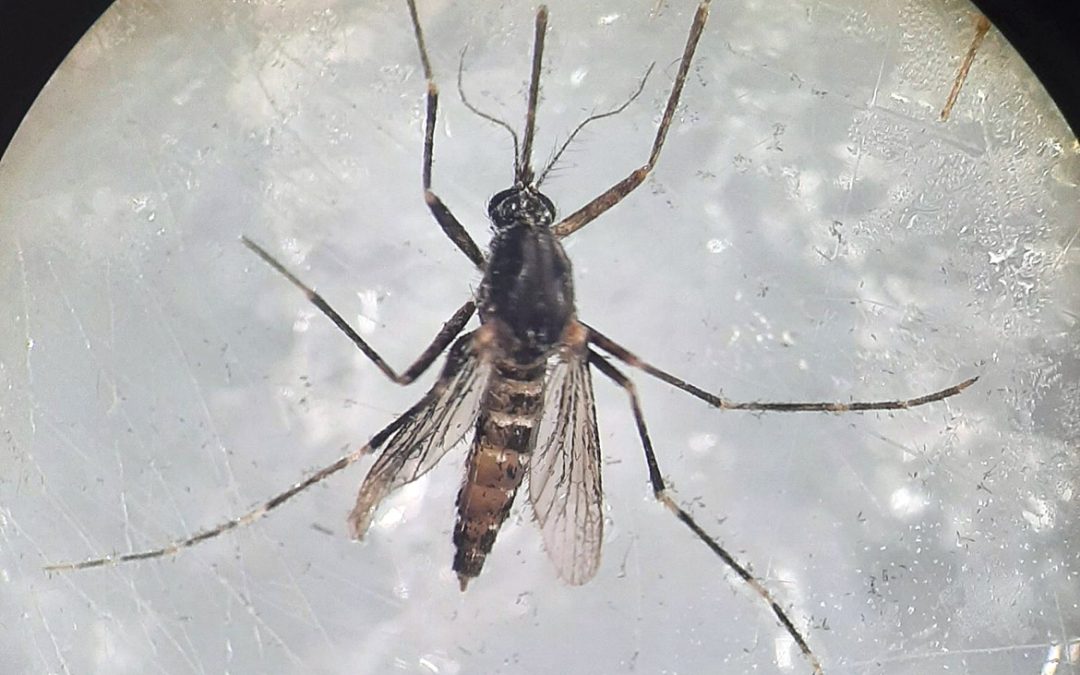 Ochlerotatus (Ochlerotatus) berlandi (Séguy, 1921)