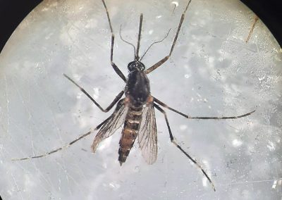 Ochlerotatus (Ochlerotatus) berlandi (Séguy, 1921)