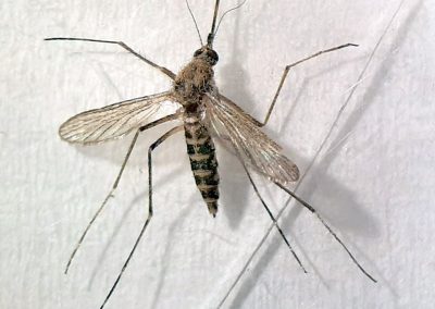 Ochlerotatus (Ochlerotatus) caspius (Pallas, 1771)