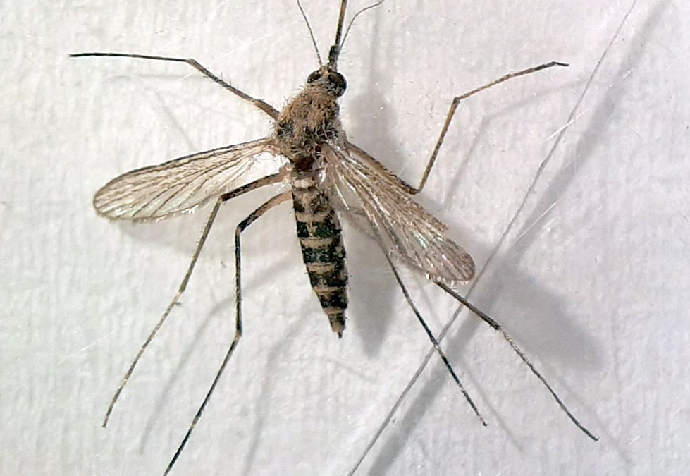 Aedes caspius (Pallas, 1771)