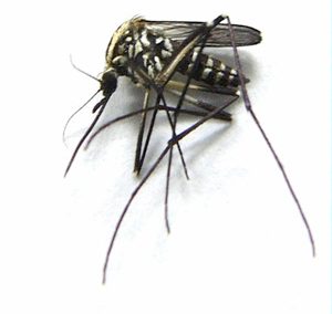 Ochlerotatus (Finlaya) echinus (Edwards, 1920)